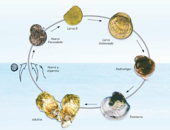 Nuestra Ostra Ostras Quatro Aguas